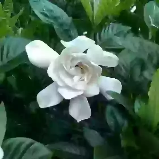 Gardenia jasminoides Cape Jasmine 